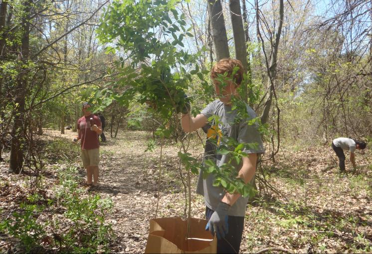 NMPS students collecting invasive species of plants in the outdoor classroom